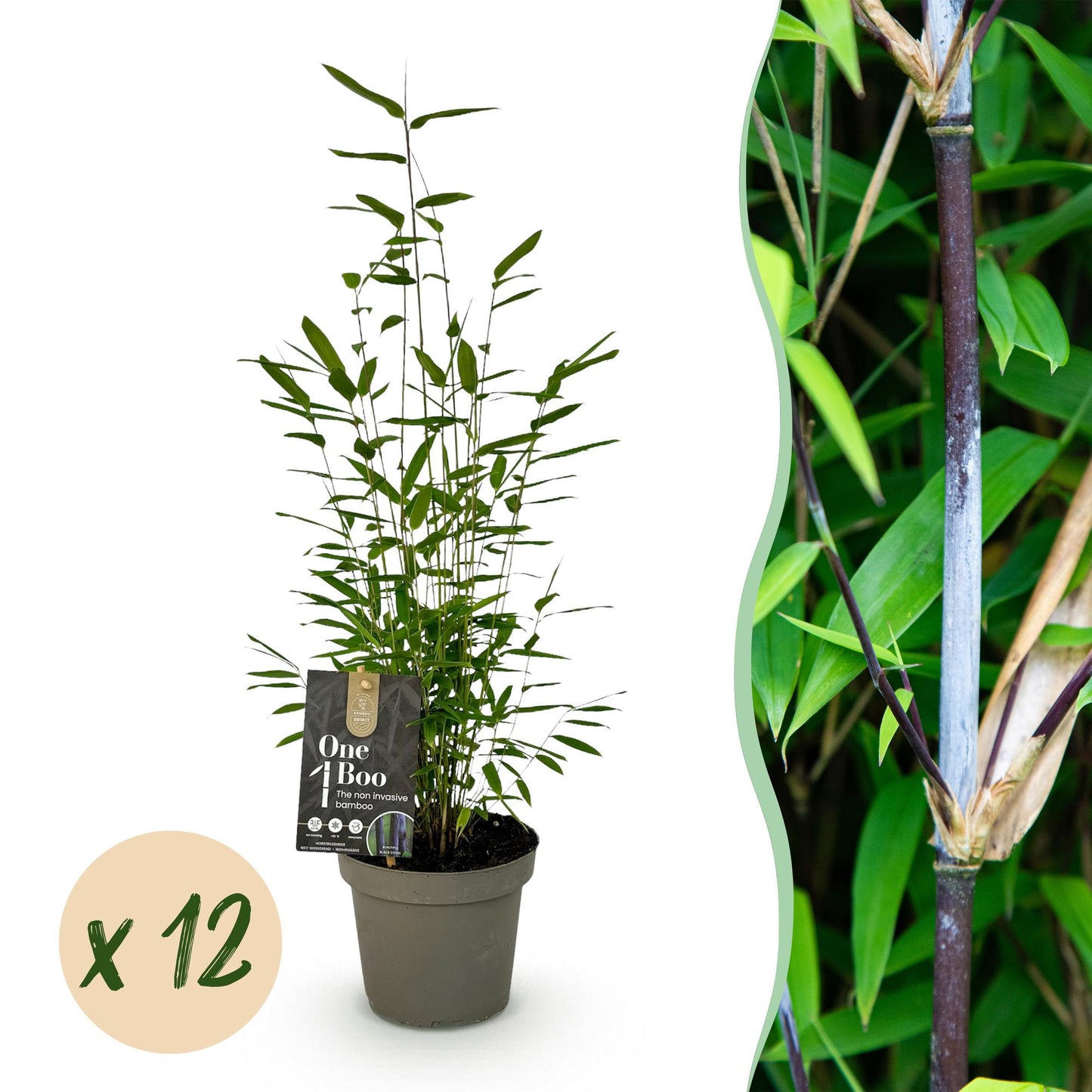 Green boutiQ - Bamboo - Fargesia Black Dragon - Evergreen - Non-invasive - Green - 12 Plants - Pot 14cm - Height 35cm