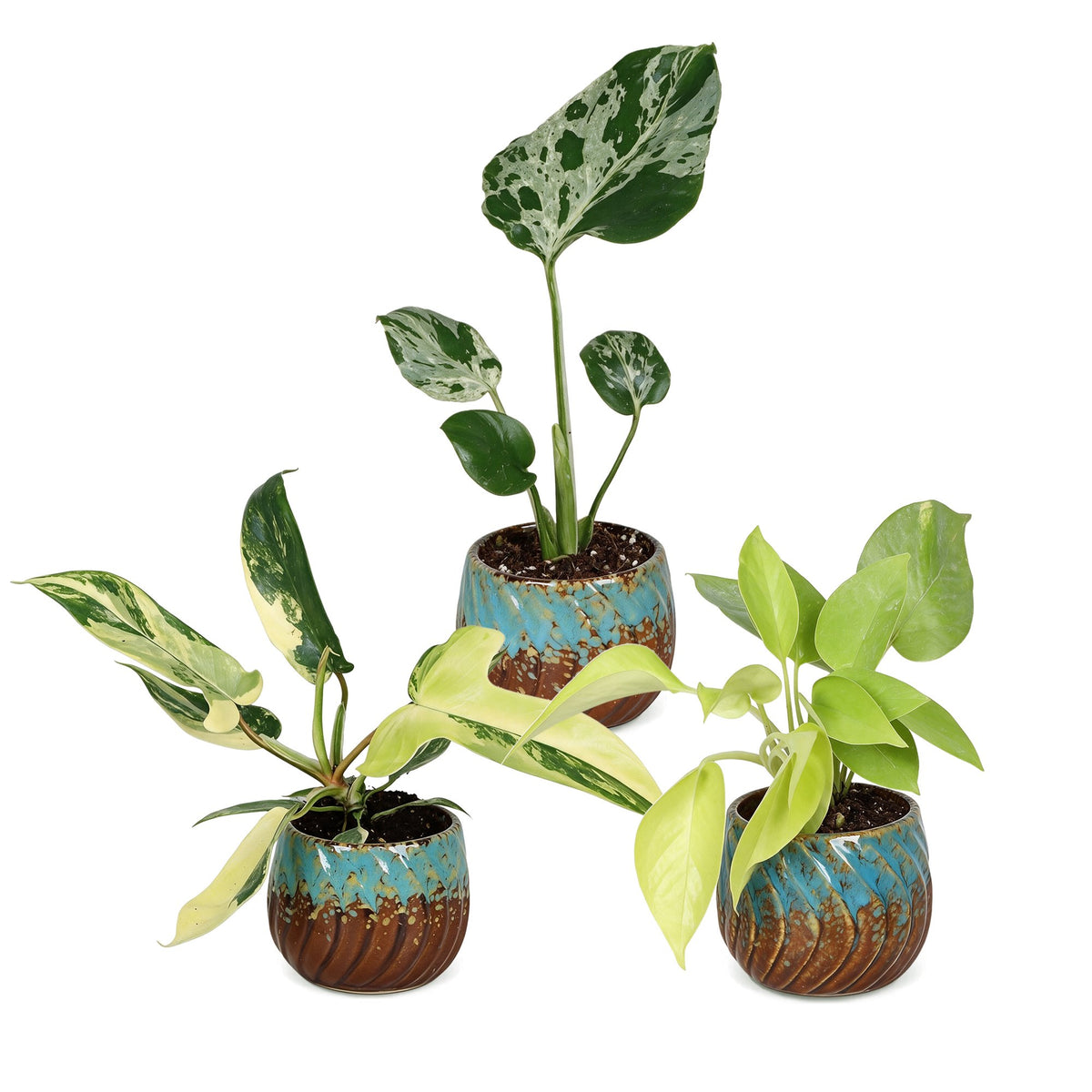 3x Baby Tropical Mix - Diversen - Tropisch - incl. Copper Reef - Ø6cm - ↕10-15cm