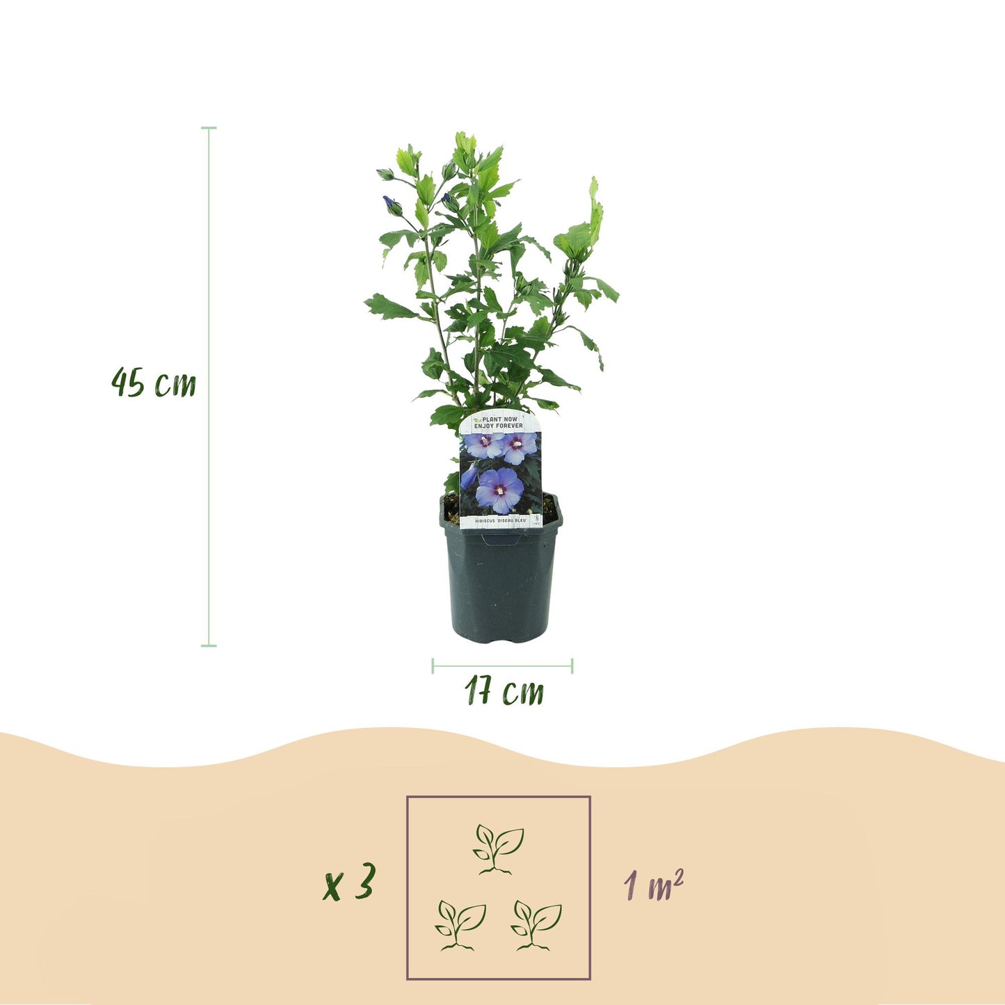 Green boutiQ - Plante de jardin - Hibiscus syriacus Oiseau Blue - Hibiscus de jardin - Résistant à l'hiver - Bleu - 3 Plantes - Pot 17cm - Hauteur 45cm