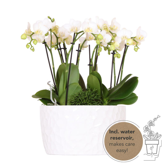 Orchidee colibrì | set di piante bianche in vaschetta per miele, incl tre orchidee bianche Amabilis 9cm e tre piante verdi | Jungle Bouquet bianco con riserva d'acqua autosufficiente