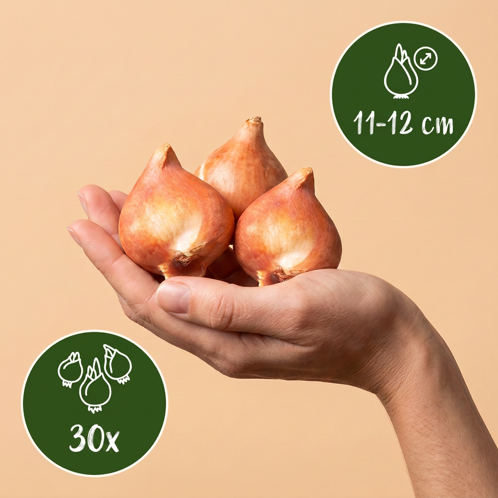 30x Tulipa Triumph Red - Tulipan Triumph - Rosso - Fioritura primaverile - Misura bulbo 11/12