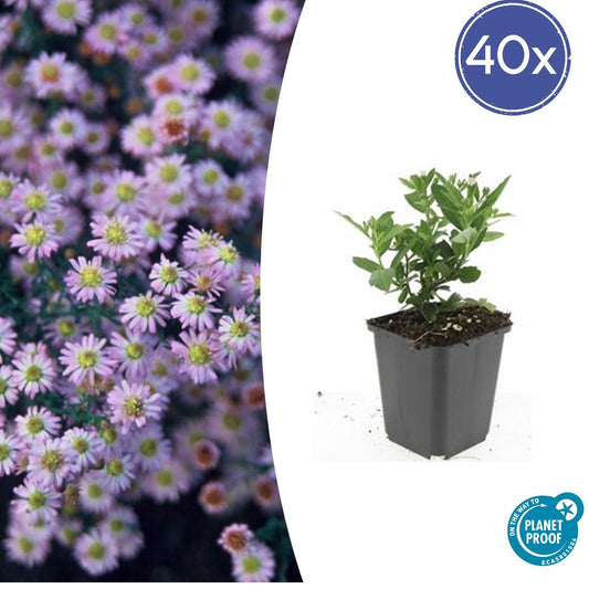 40x Aster ageratides 'Stardust' - ↕10-25cm - Ø9cm