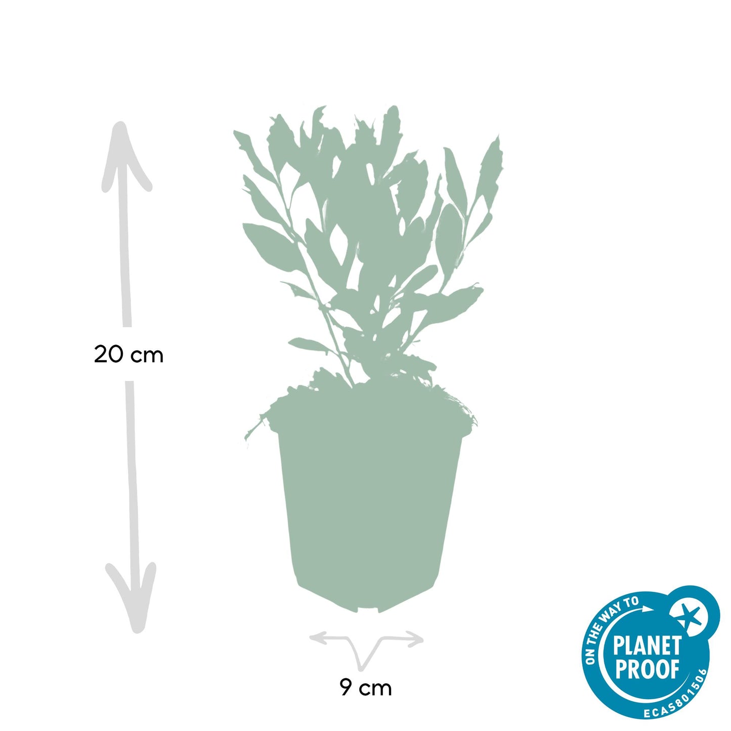 48x Aster ageratoides 'Ashvi' - ↕10-25cm - Ø9cm
