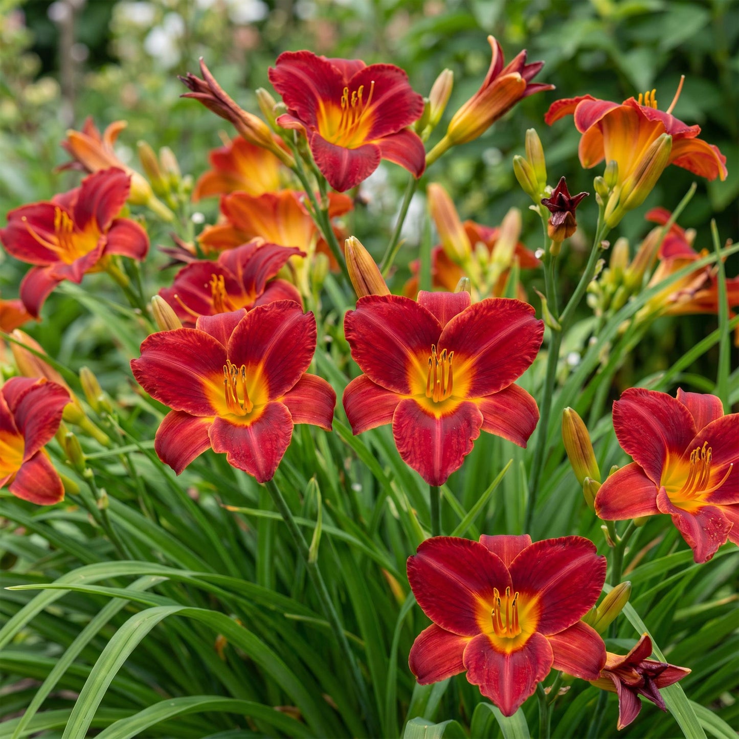 Perennial - Hemerocallis Autumn Red - Daylily - Bee and Butterfly Attractants - Red - 1 Plant - Pot 11cm - Height 15-25cm