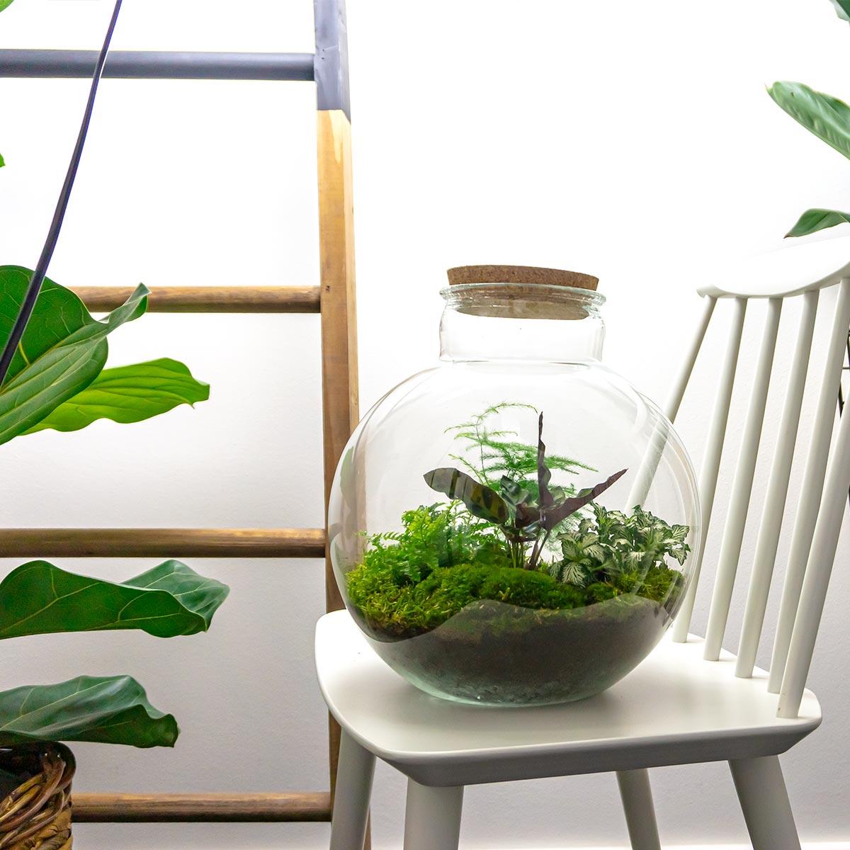 DIY Plant terrarium (with lighting) - Bolder Bob - Ø 31 cm ↑ 30 cm - With LED cork