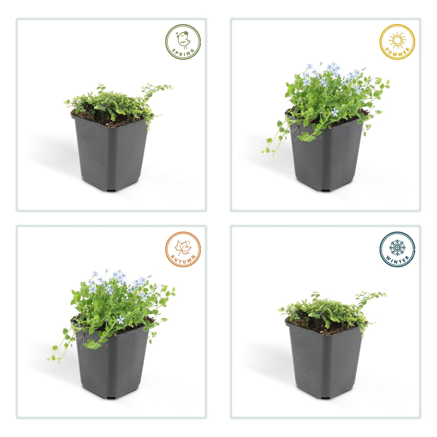 48x Isotoma fluviatilis - ↕10-25cm - Ø9cm