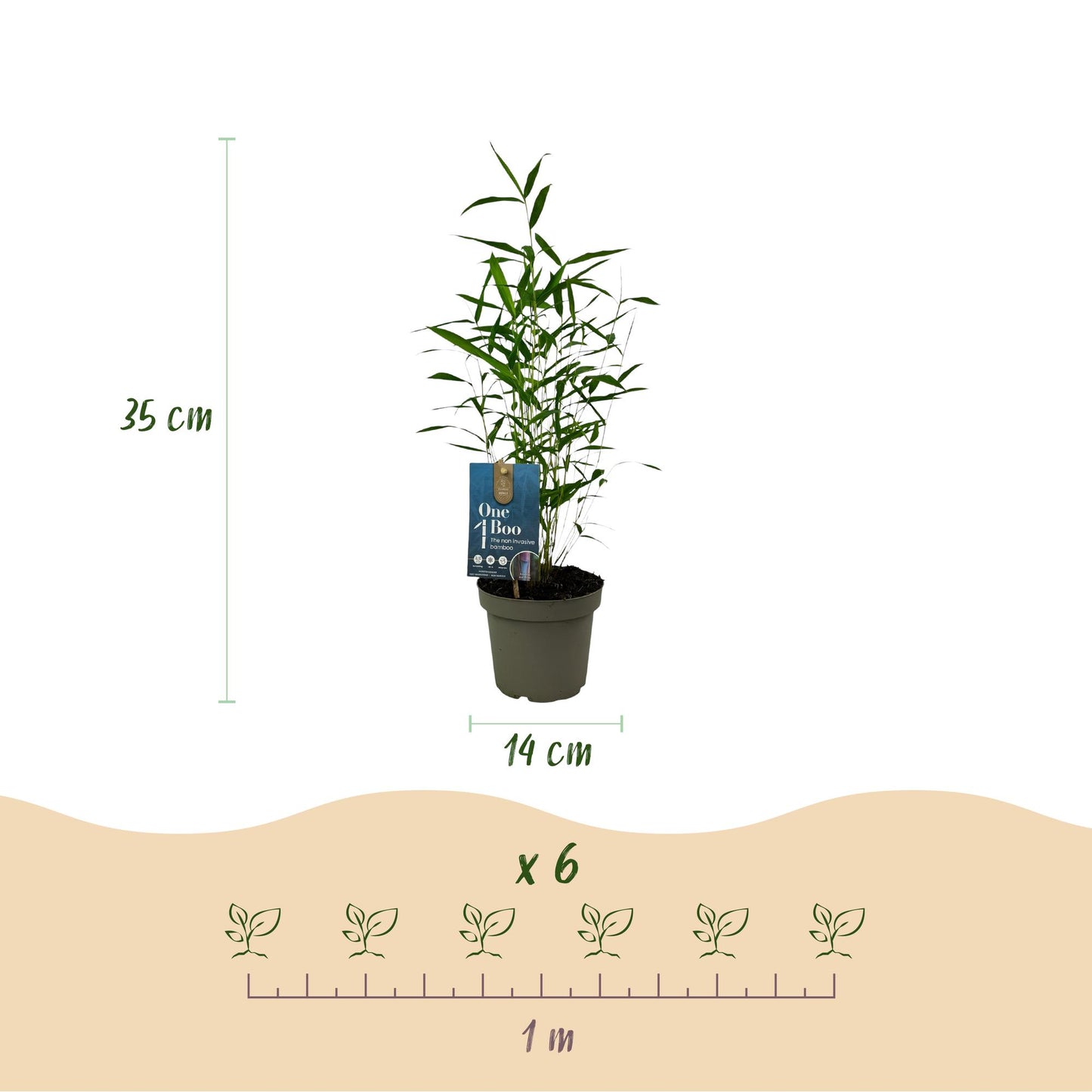 Green boutiQ - Bamboo - Fargesia Blue Dragon - Evergreen - Non-Invasive - Green - 6 Plants - Pot 14cm - Height 35cm