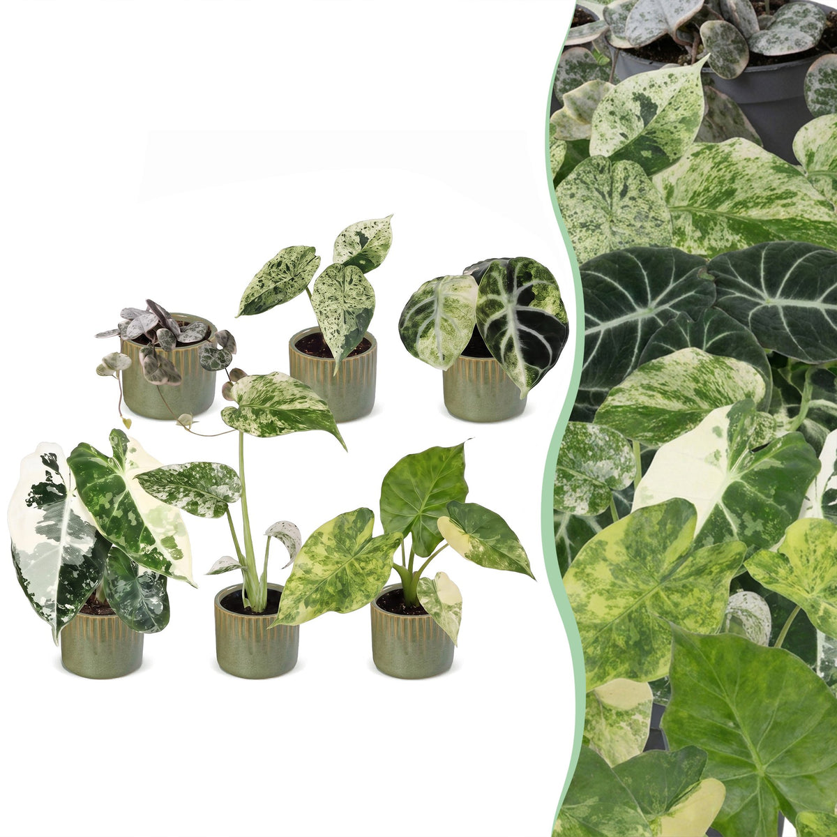 6x Baby Variegata Mix - Assorted - Tropical - incl. Linnea Olive - Ø6cm - ↕10-15cm