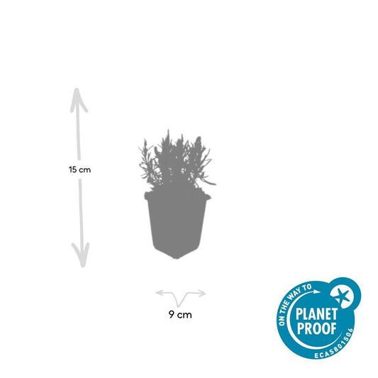 60x Lavandula ang. 'Munstead' - ↕10-25cm - Ø9cm