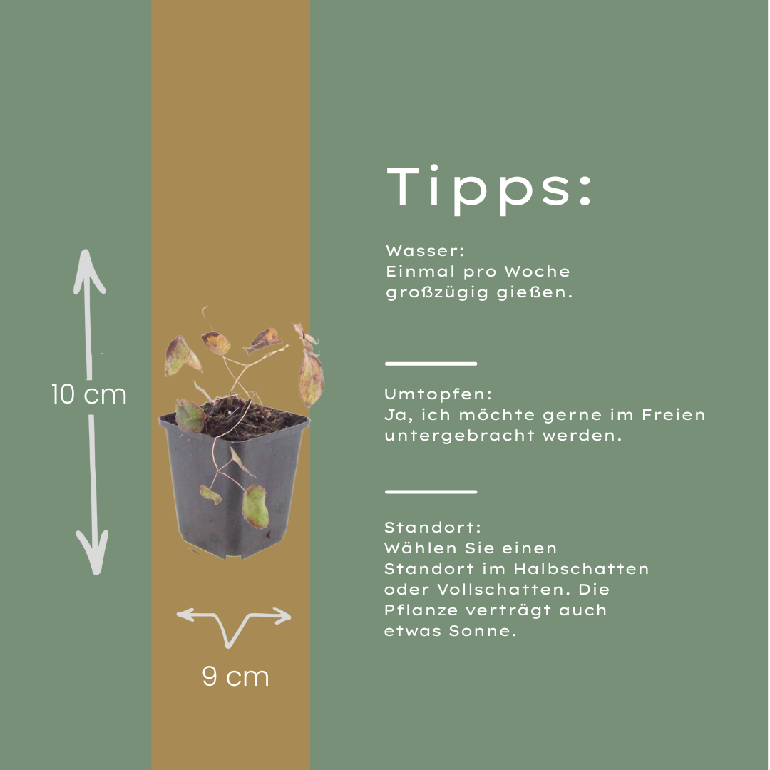 60x Epimedium rubrum - ↕10-25cm - Ø9cm
