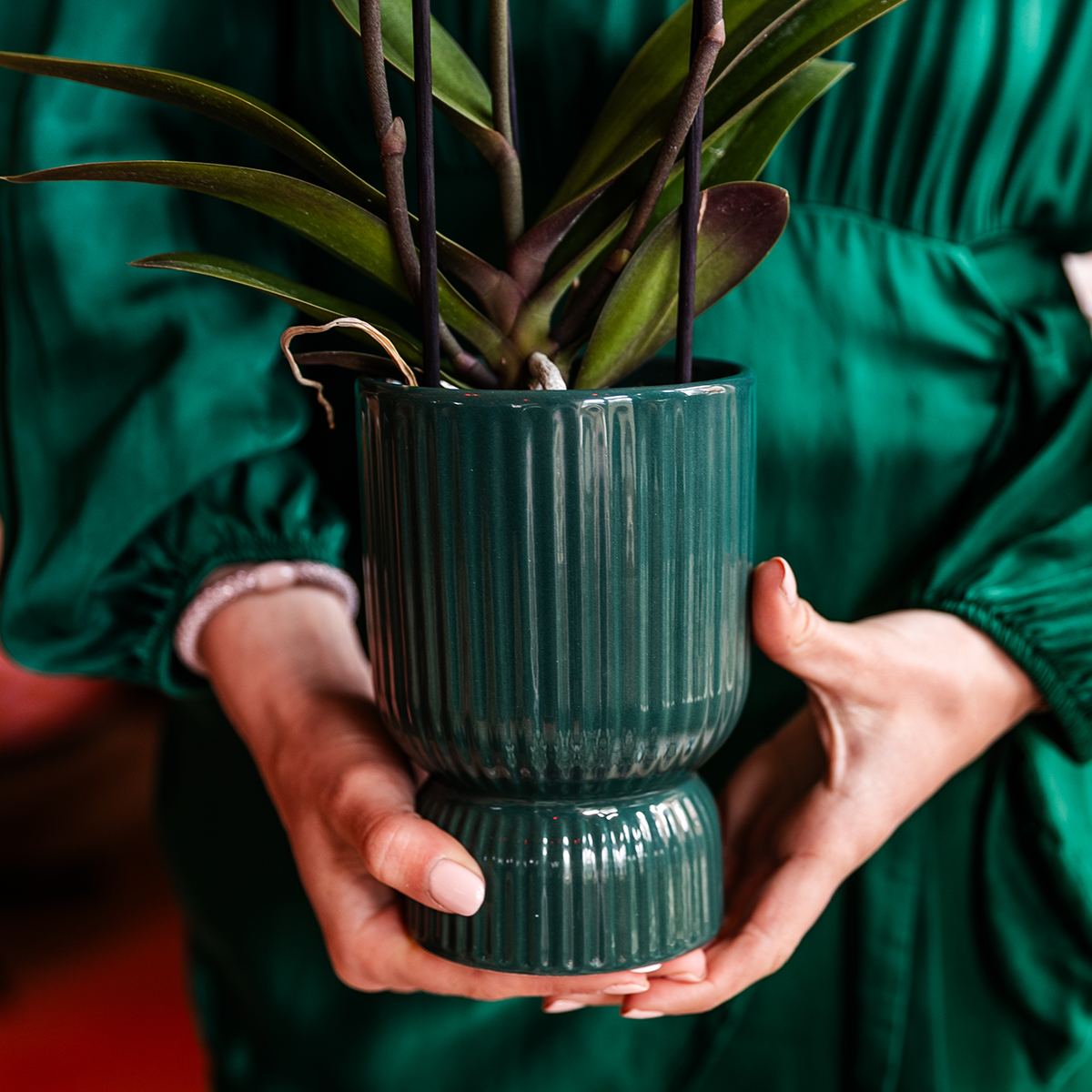 Kolibri Orchids | Orchidea rosa antico Treviso + vaso decorativo verde Diabolo con riserva d'acqua | diametro vaso Ø9cm | pianta da interno fiorita – direttamente dal coltivatore