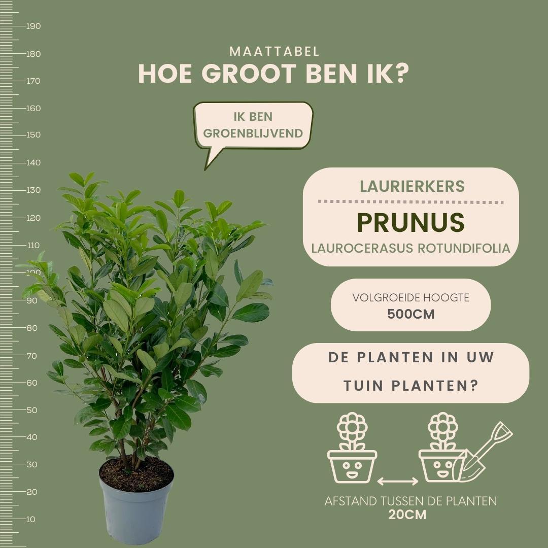 Large Cherry Laurel Plants Rotundifolia for 10 linear metres of hedge length | - 12L - 25 x | ↨ 100-125 cm