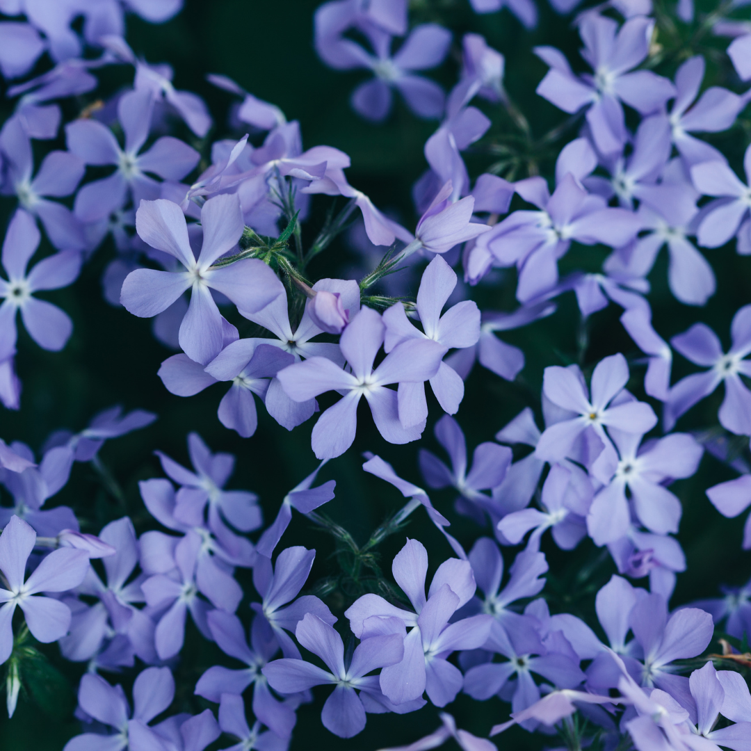6x Phlox (S) 'Emerald Cushion Blue'- ↕10-25cm - Ø9cm
