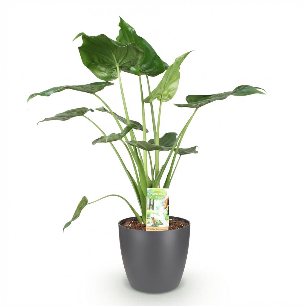 Green boutiQ - Houseplants - Alocasia Cucullata - Buddha's Hand - Low maintenance - Green - 1 Plant - with Potter Grey - Pot 21cm - Height 65-70cm