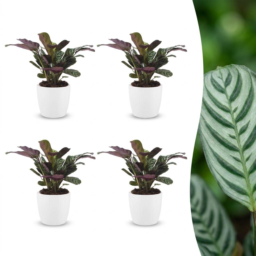 Ctenanthe Burle-Marxii - Fishbone Prayer Plant - 4 Plants - with White Pot - Pot 12cm - Height 30cm