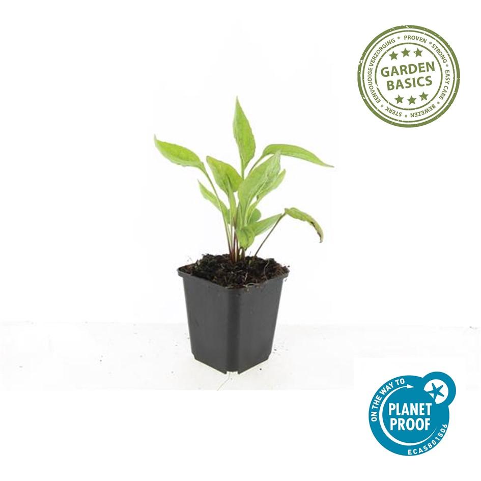 48x Echinacea p. 'White Swan' - ↕10-25cm - Ø9cm