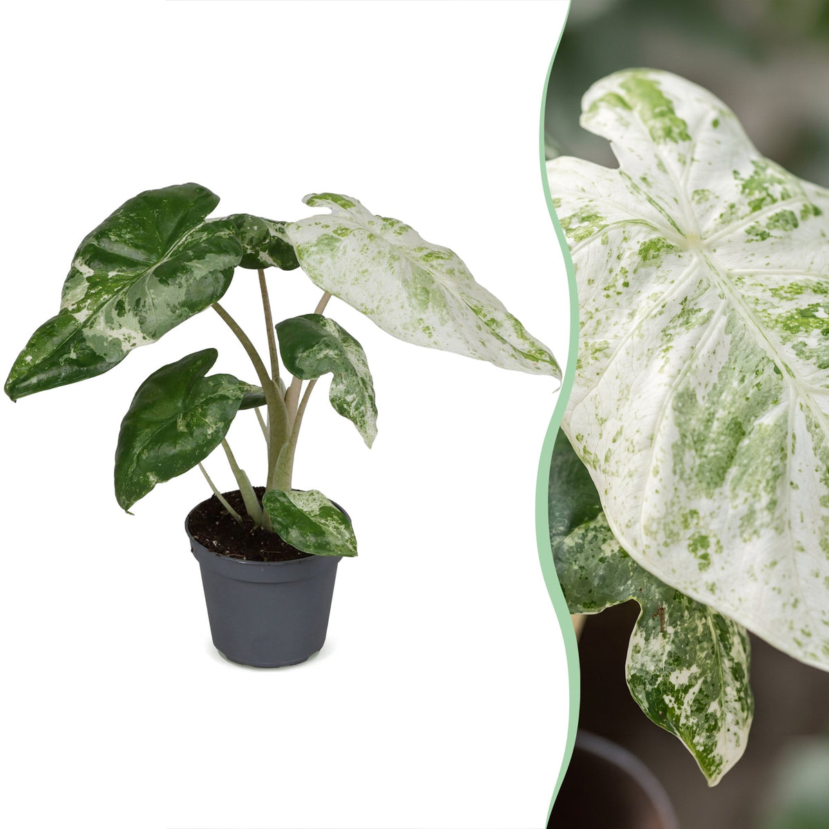 Alocasia Odora Variegata - Orecchia di elefante variegata - Verde - Variegata - Tropicale - Ø6cm - ↕15cm