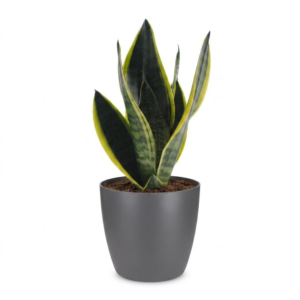 Sansevieria Future Superb - Snake Plant - 1 Plant - with Grey Pot - Pot 12cm - Height - 35cm
