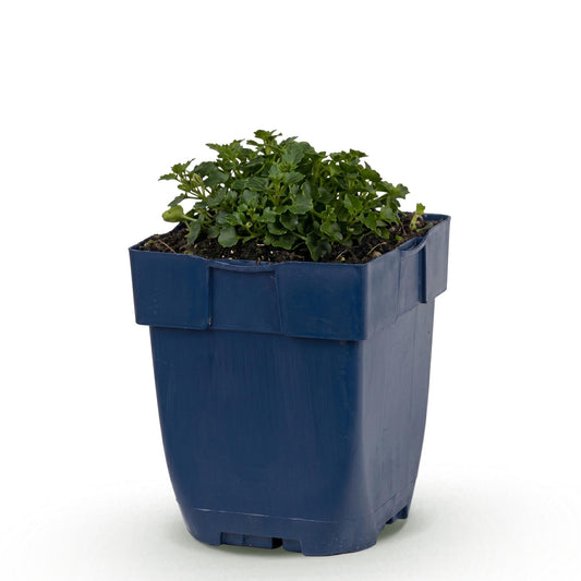 Perennial - Campanula portenschlagiana - Dalmatian Bellflower - Ground Cover - Pink - 1 Plant - Pot 11cm - Height 15-25cm