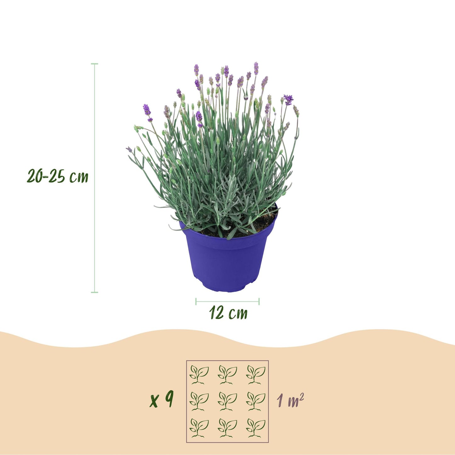 Green boutiQ - Garden Plant - Lavandula angustifolia Hidcote - Lavender - Hardy - Purple - 9 Plants - Pot 12cm - Height 15-25cm