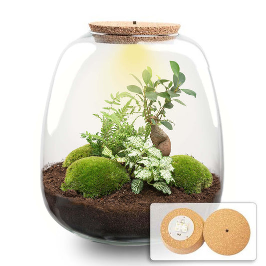 Terrario per piante - Emma - Kit fai da te - ↑ 25 cm - Ø 23 cm - Bonsai Bianco + LED