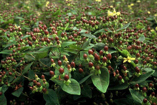 60x Hypericum inodorum - ↕10-25cm - Ø9cm
