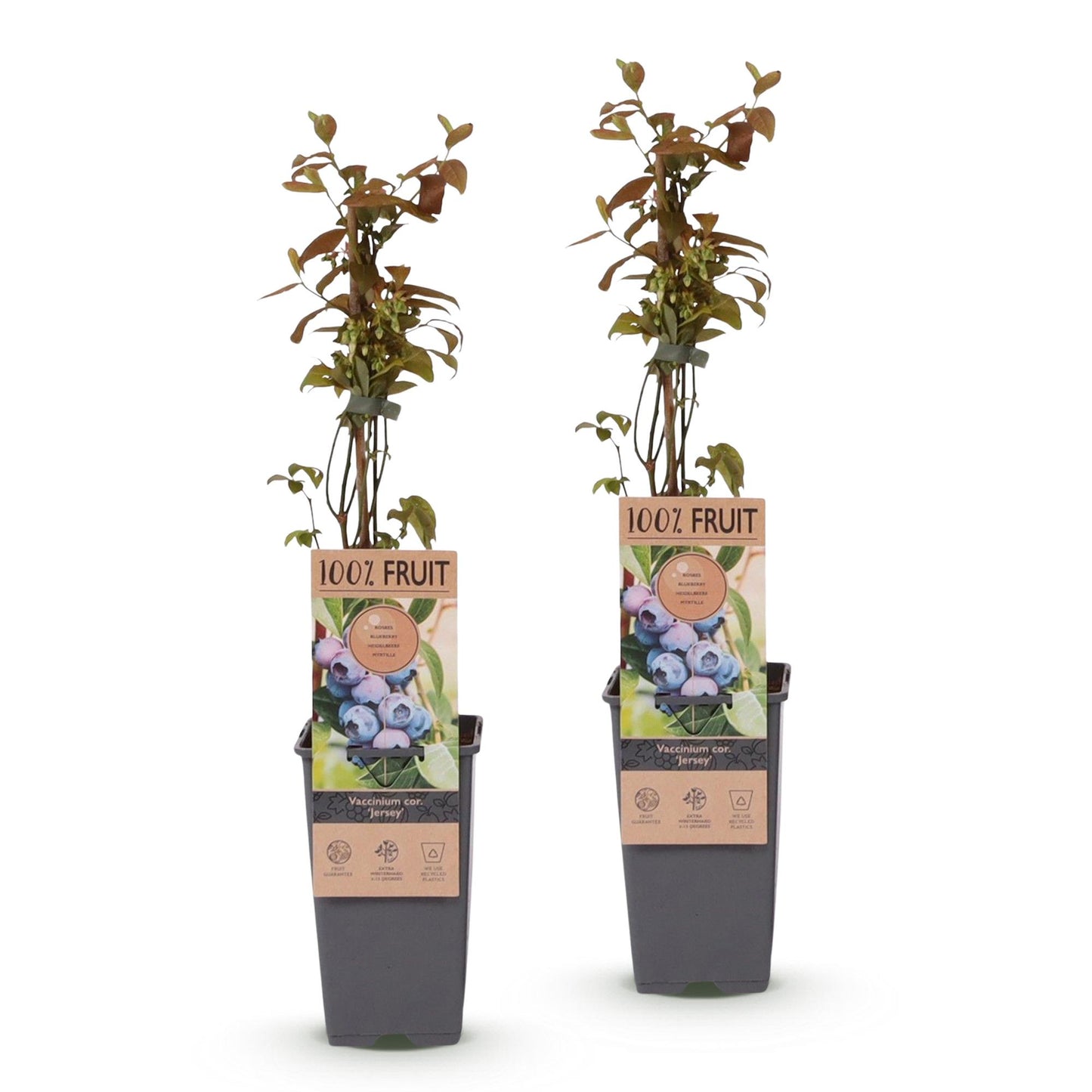 Fruit Plant - Vaccinium corymbosum Jersey - Blueberry - Hardy - Blue Berry - 2 Plants - Pot 15cm - Height 50cm
