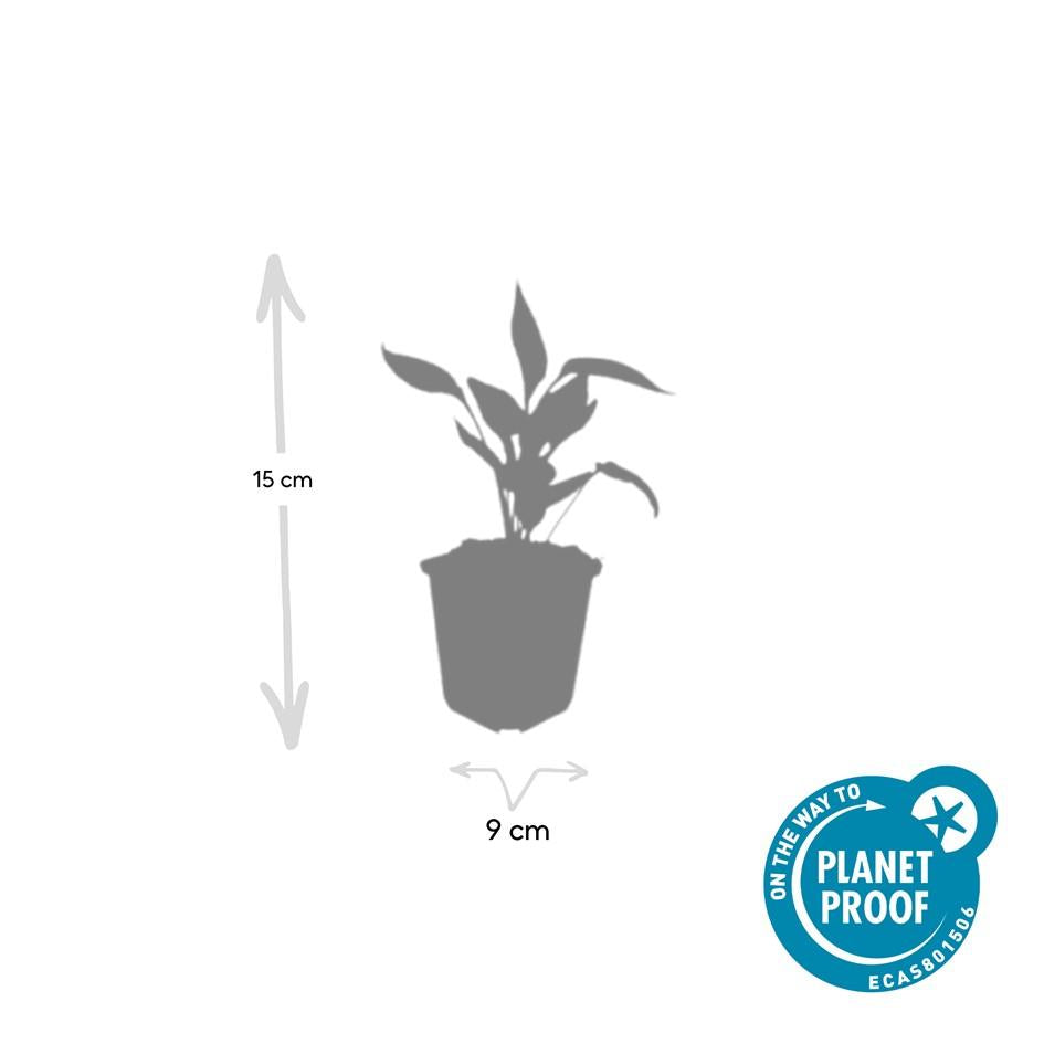 48x Echinacea p. 'White Swan' - ↕10-25cm - Ø9cm