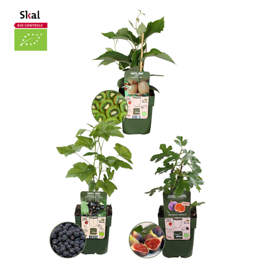 "Trio dolce raccolto" BIO Mix di piante da frutto di 3 tipi diversi