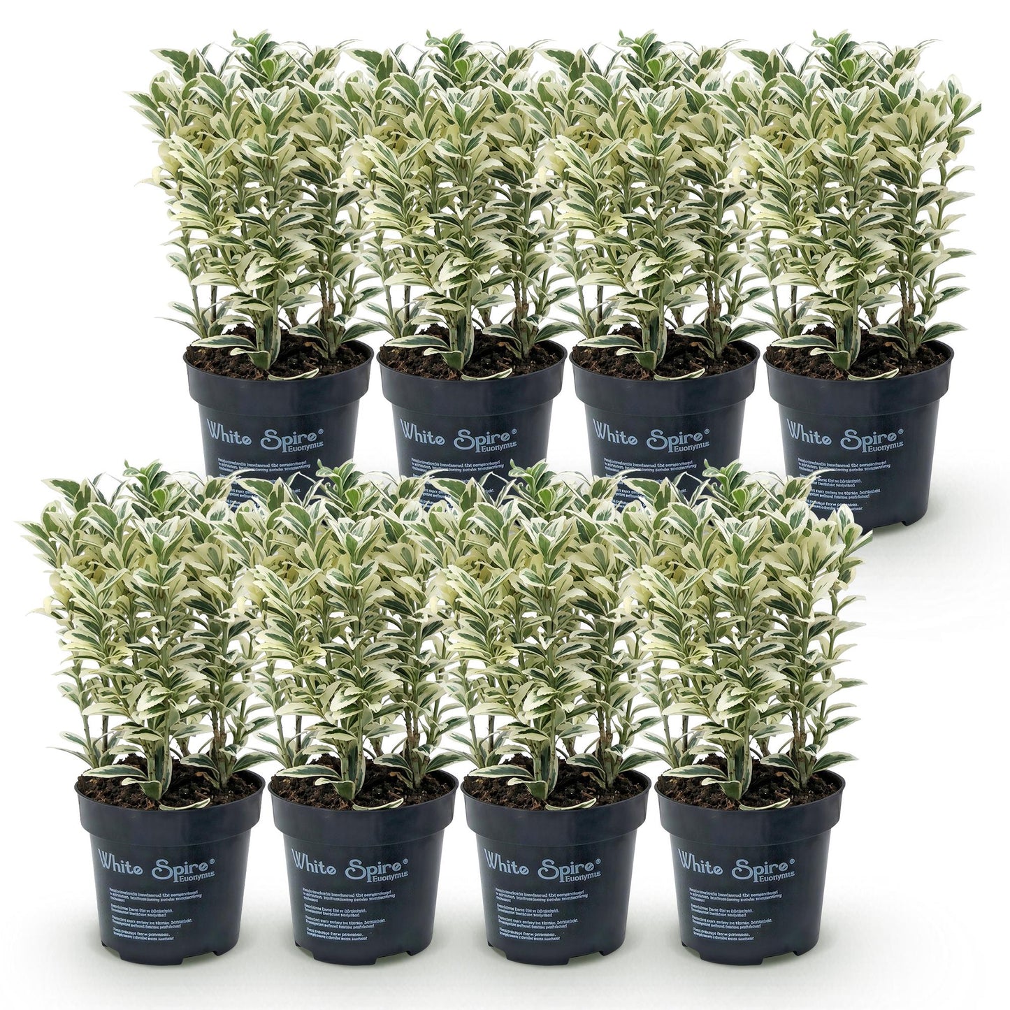 Green boutiQ - 8x Euonymus japonicus White Spire - Spindle Tree - Hedge Plants - Evergreen - White - Green - 9cm Pot - Height 20-30cm