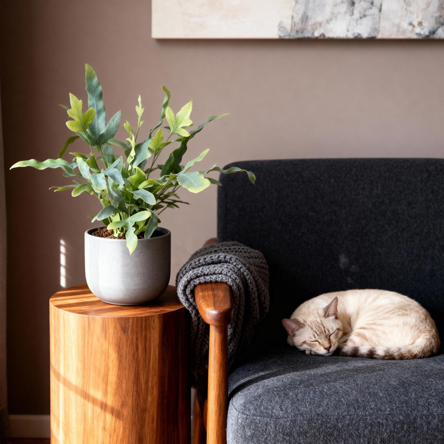 Green boutiQ - Kamerplant - Phlebodium aureum Blue Star - Blauwe Varen - Huisdiervriendelijk - Blauw - 4 Planten - Pot 12cm - Hoogte 25-30cm