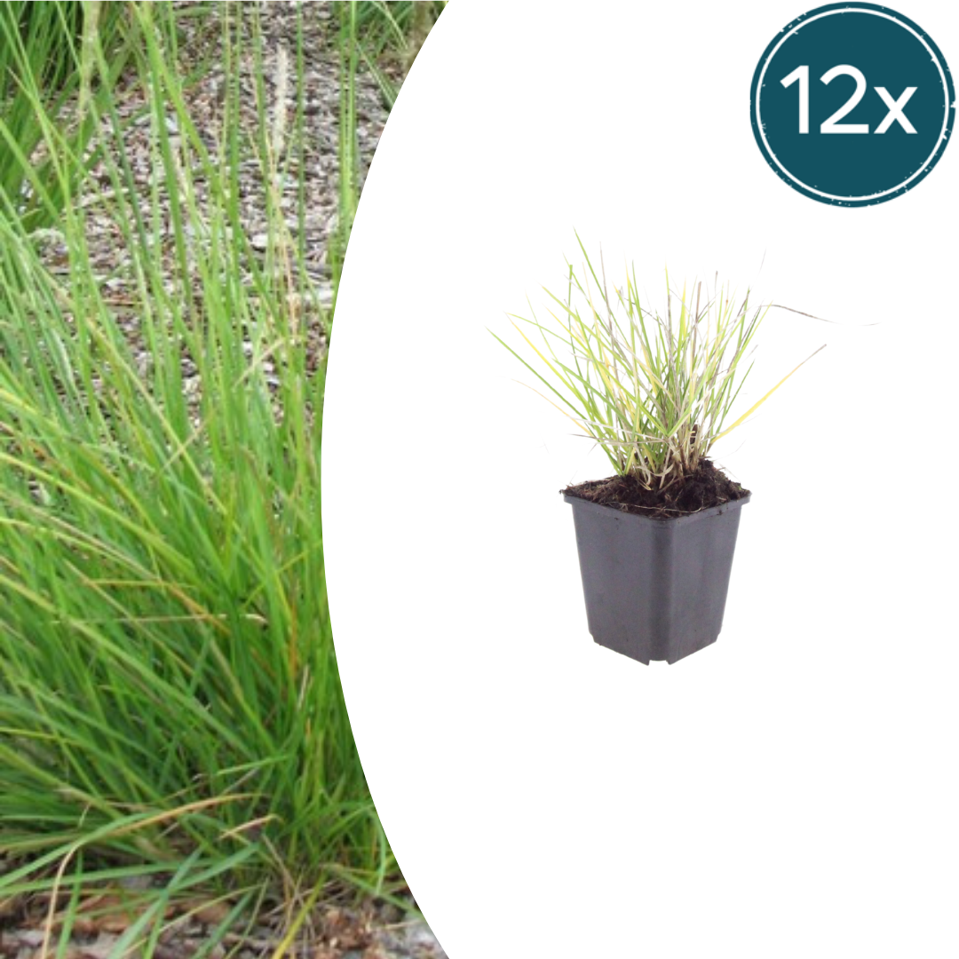 12x Autumn Moor Grass - ↕10-25cm - Ø9cm