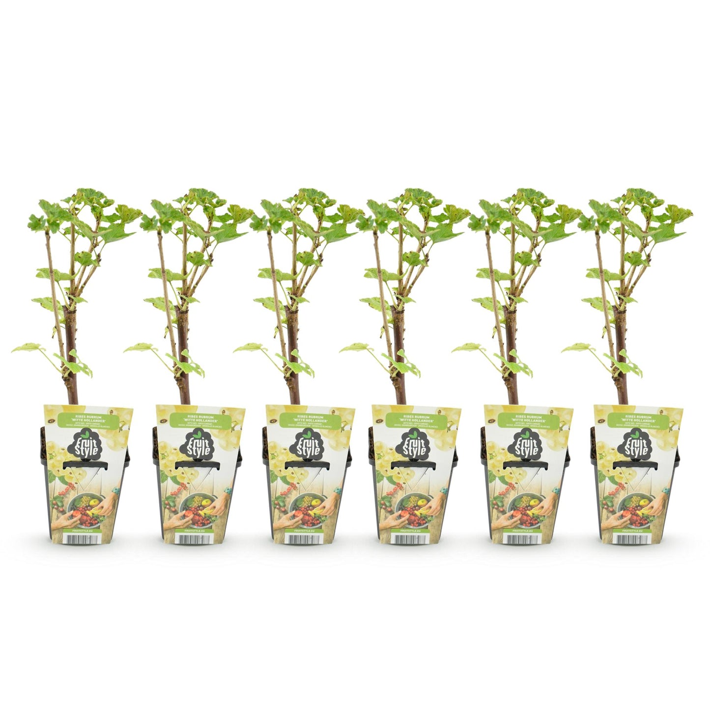 Fruitplanten - Wiite Bes - Ribes rubrum Witte Hollander - Winterhard - 6 Planten - Pot 9 cm - Witte Bes