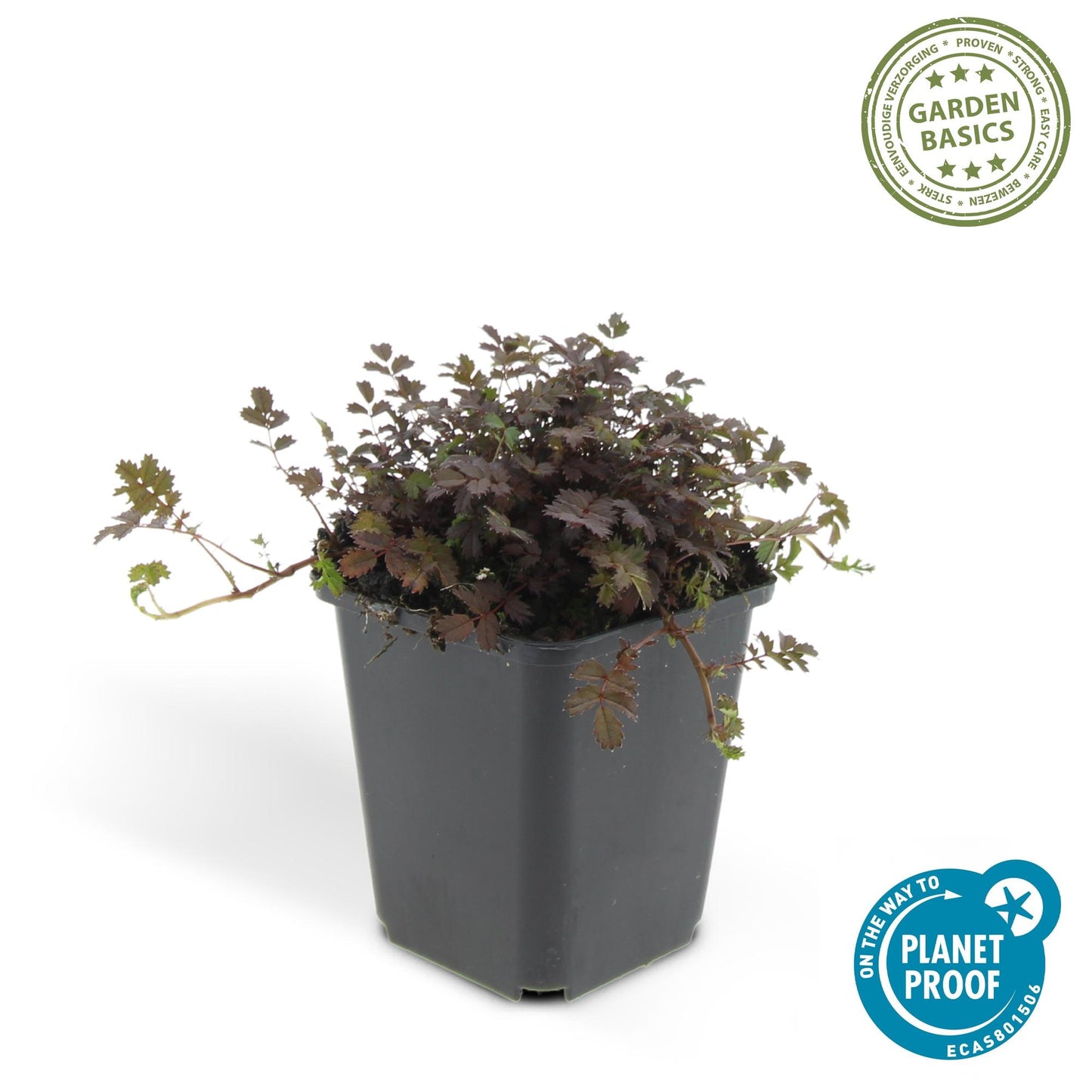 48x Acaena microphylla 'Kupferteppich' - ↕10-25cm - Ø9cm