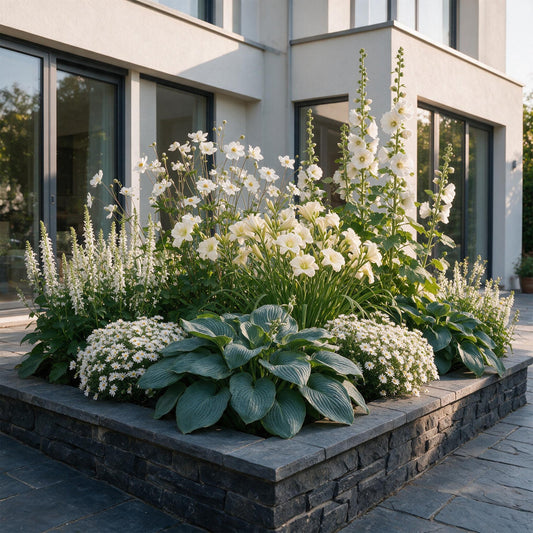 Perennial - Border Package - White - Various - Species and Colors - 12 Plants - Pot 11cm - Height 15-25cm