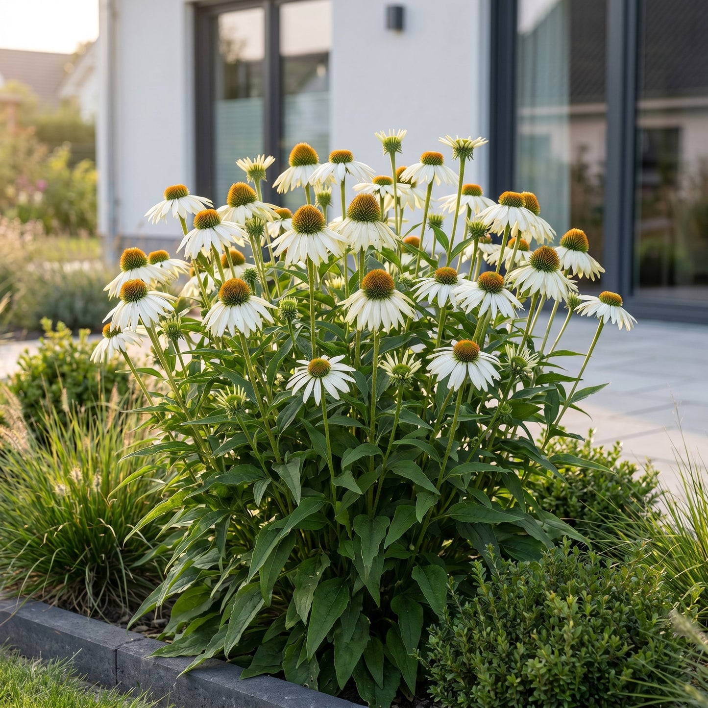 Green boutiQ - Perennial - Echinacea purp. Alba - Coneflower - Bee and butterfly attractors - White - 6 Plants - Pot 11cm - Height 15-25cm