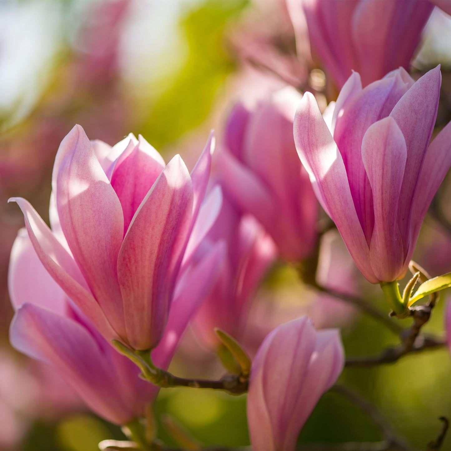 Tuinplant - Magnolia Heaven Scent - Bloem Roze - 1 Plant - Bladverliezend - Weinig Onderhoud - Pot 12cm Hoogte 30cm