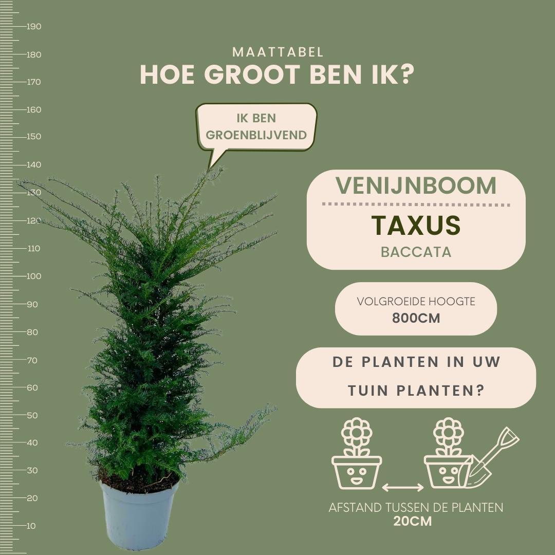 Grandi piante di tasso per 10 metri lineari di siepe | - 12L - 20 x | ↨ 100-125 cm
