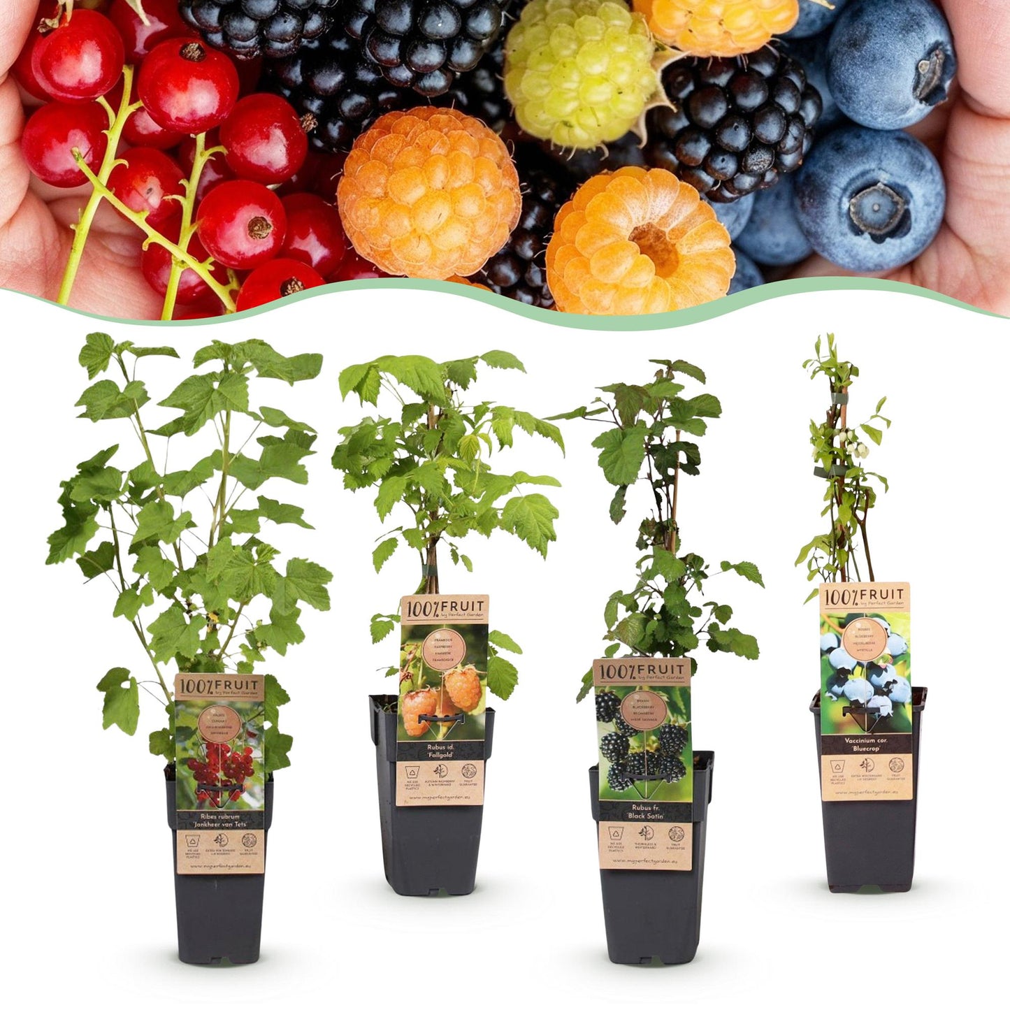 Fruit Plant - Ribes - Rubus - Vaccinium Mix - Rainbow - Hardy - Red Currant - Black Berry - Yellow Raspberry - Blueberry - 4 Plants - Pot 15cm - Height 50cm