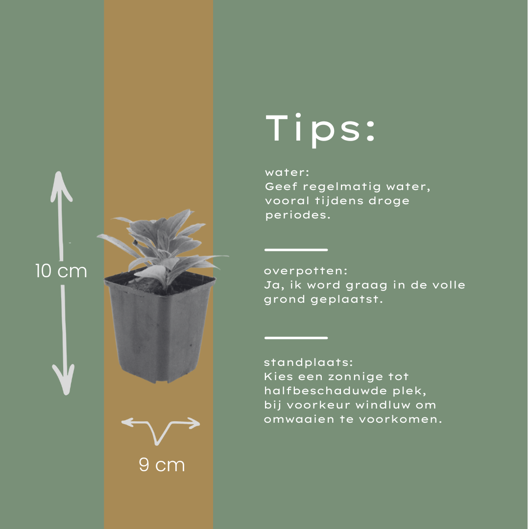 60x Aster frikartii 'Monch' - ↕10-25cm - Ø9cm