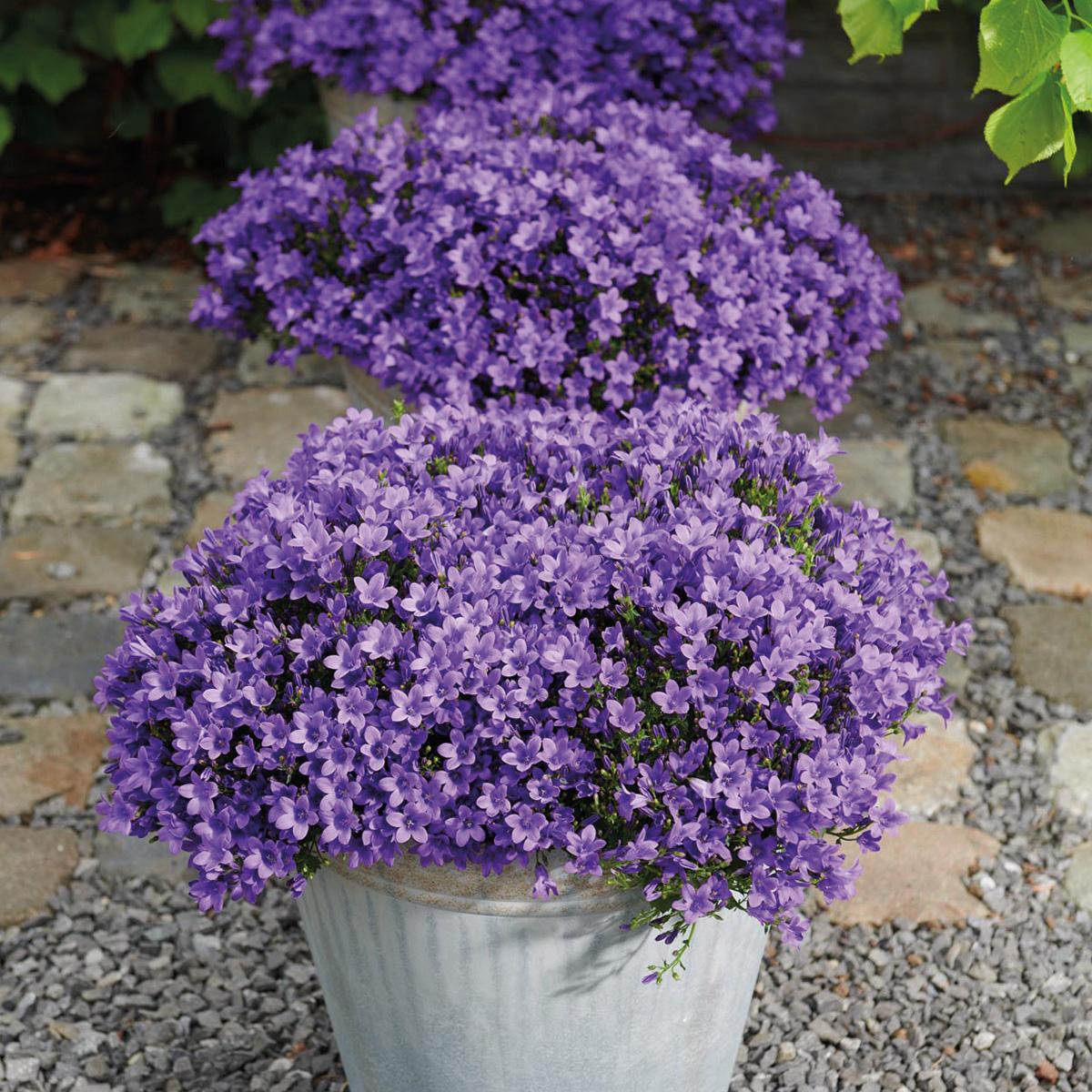 Campanula Addenda - Bellflower purple pot size 12cm - 2m2 ground cover - 12 pieces - Ambella purple - garden plants - winter hardy
