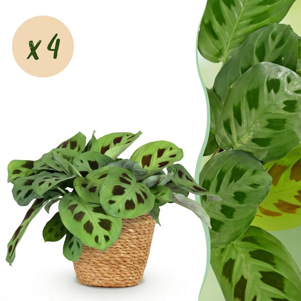 Green boutiQ - Houseplant - Maranta Fascinator Kerchoveana - Zebra Plant - Pet Friendly Plant - Green - 4 Plants - with Basket - Pot 12cm - Height 25cm