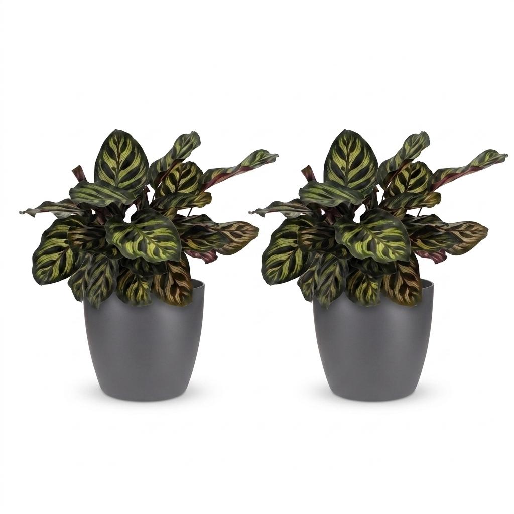 Calathea Makoyana - Pauwenplant - 2 Planten - met Potter Grijs - Pot 12cm - Hoogte 25cm