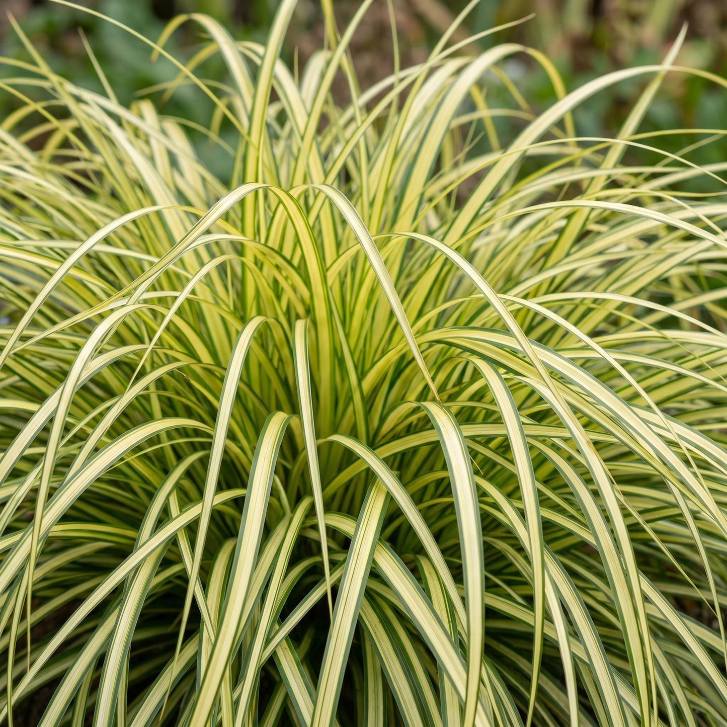Graminacee - Carex oshimensis Evergold - Carice giapponese - Sempreverde - Giallo-verde - 6 Piante - Vaso 11cm - Altezza 15-25cm