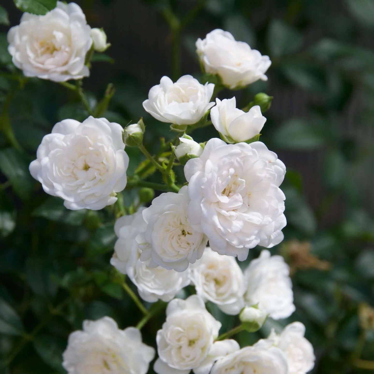 Tuin Roos - Rosa White Fairy - Roos - Winterhard - Wit - 1 Plant - Pot 12cm - Hoogte Hoogte 20-25cm