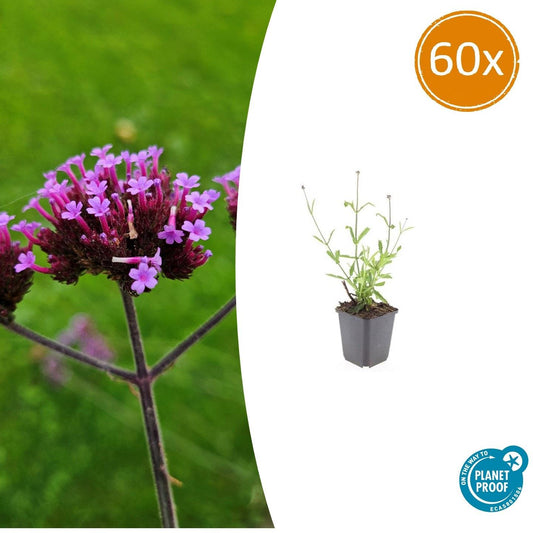 60x Verbena voucher. 'Lollipop' - ↕10-25cm - Ø9cm
