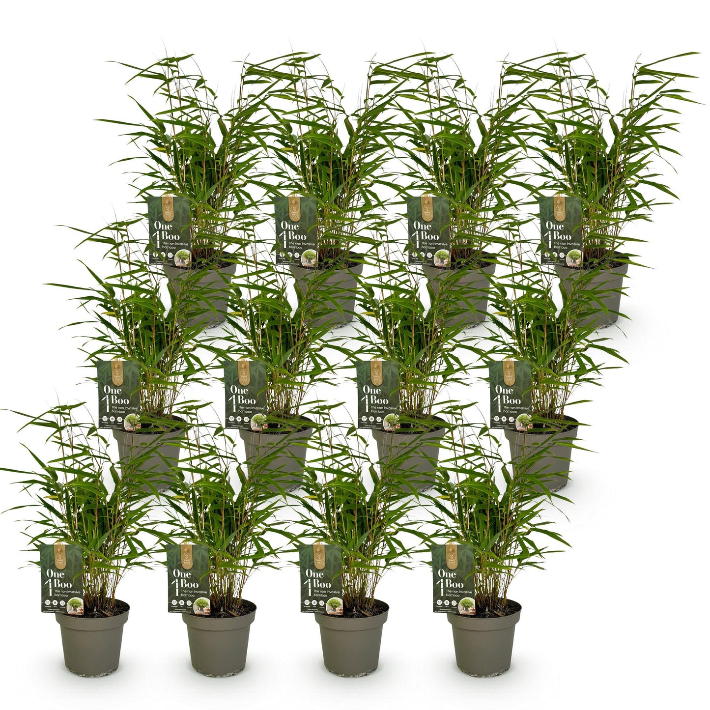 Green boutiQ - Bamboe - Fargesia Rufa - Bladhoudend - Niet Woekerend - Groen - 12 Planten - Pot 14cm - Hoogte 35cm