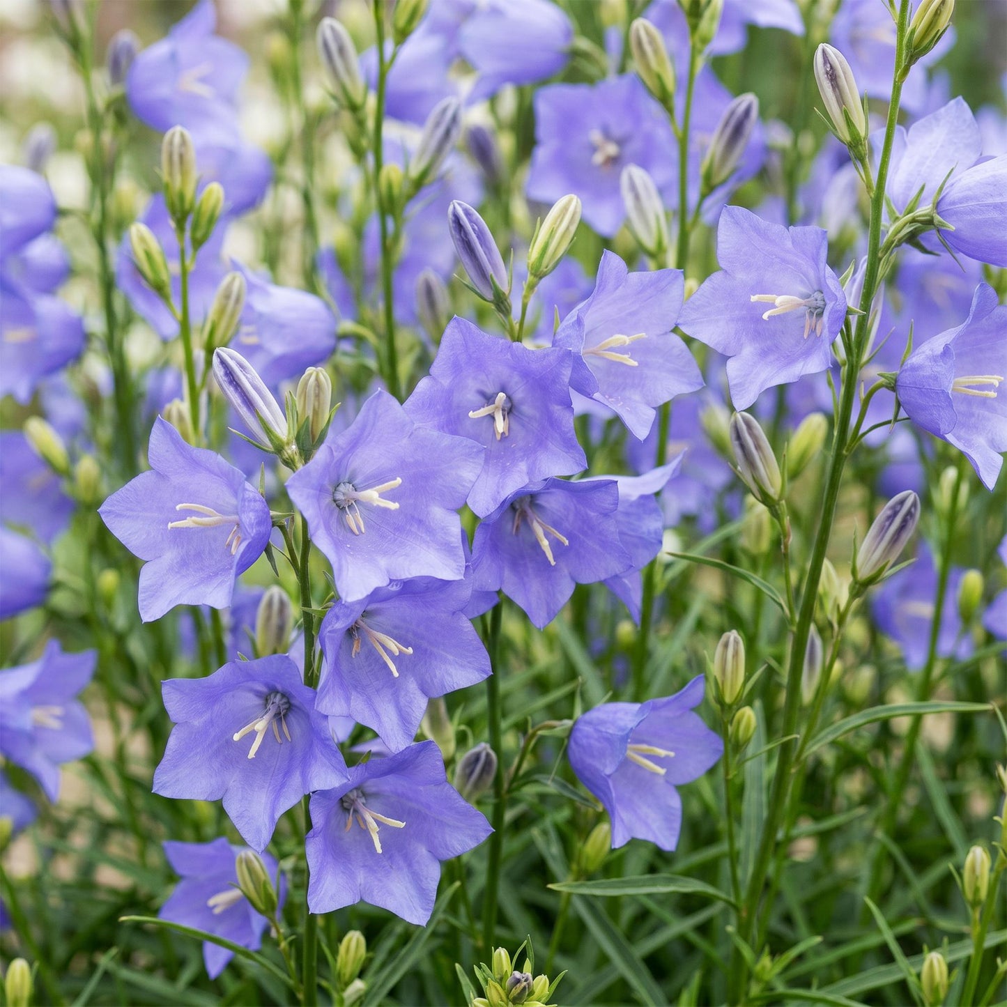 Green boutiQ - Plante vivace - Campanula persicifolia - Campanule à feuilles de pêcher - Attire les abeilles et les papillons - Bleu - 12 Plantes - Pot 11cm - Hauteur 15-25cm