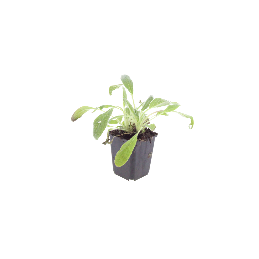 6x Stachys byzantina - ↕10-25cm - Ø9cm
