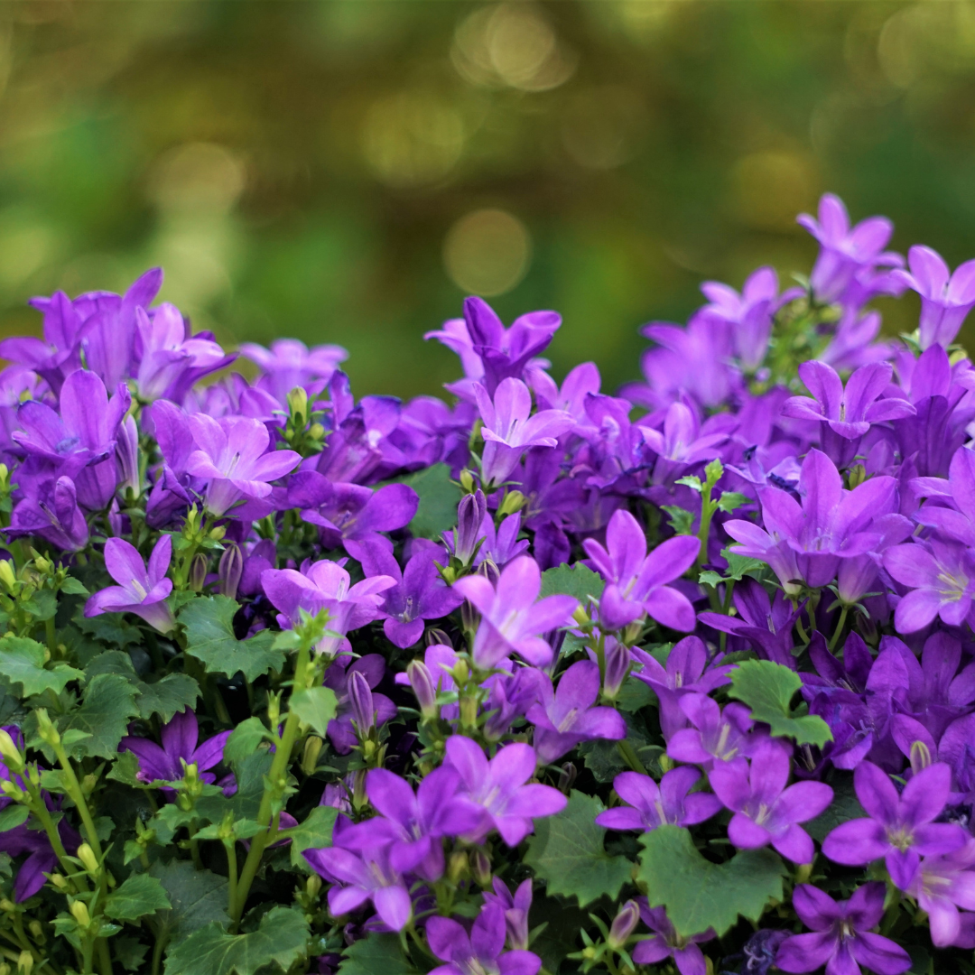 60x Campanula portenschlagiana - ↕10-25cm - Ø9cm